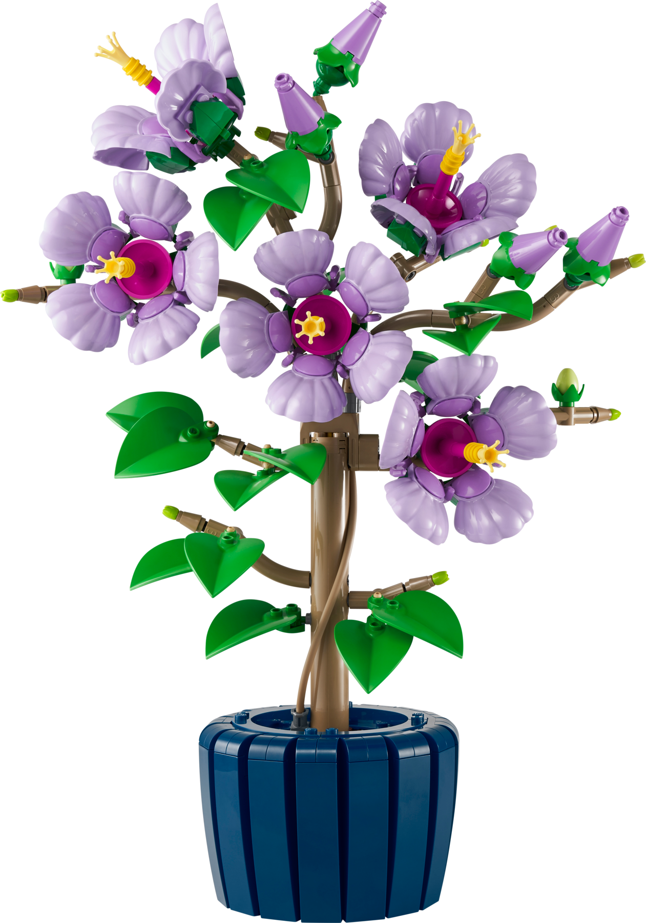 Hibiscus